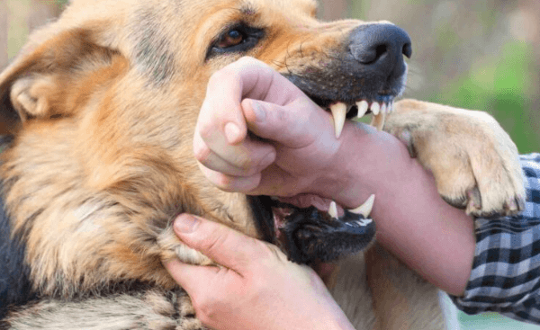 Why North Dakota Dog Bite Claims Depend on the Local Ordinances and Circumstances That State Law Alone Does Not Address