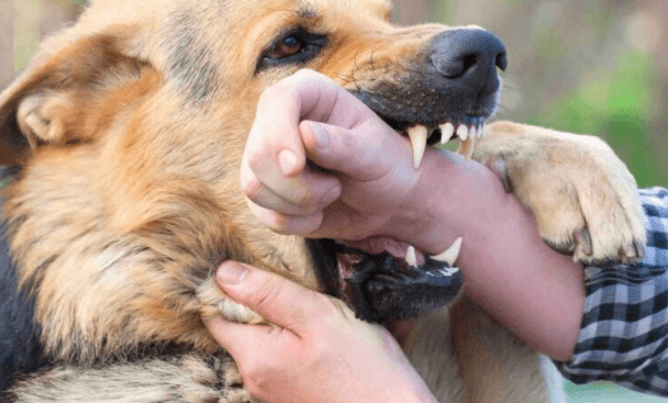 Why North Dakota Dog Bite Claims Depend on the Local Ordinances and Circumstances That State Law Alone Does Not Address
