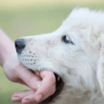 How a Provocation Defense Is Challenged in a Dog Bite Lawsuit
