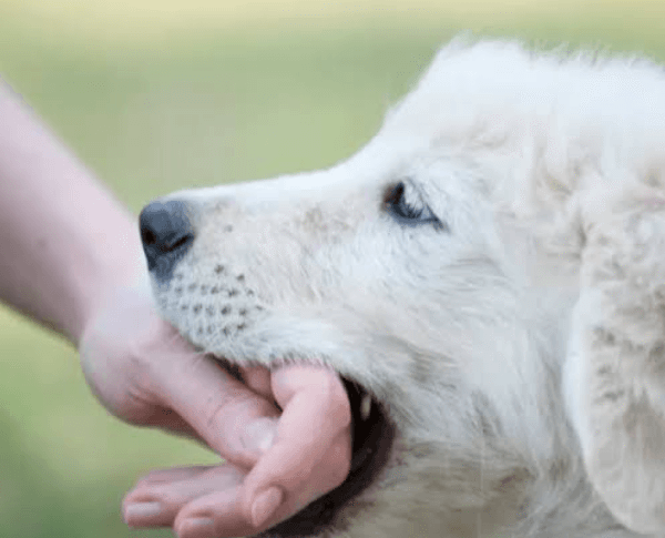 How a Provocation Defense Is Challenged in a Dog Bite Lawsuit