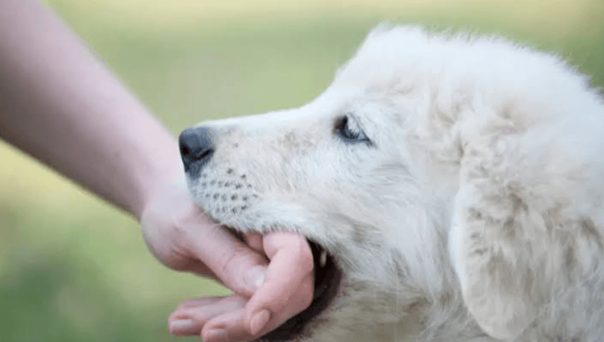 How a Provocation Defense Is Challenged in a Dog Bite Lawsuit